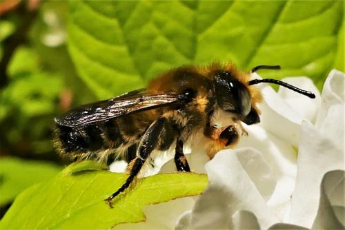 Megachile willughbiella